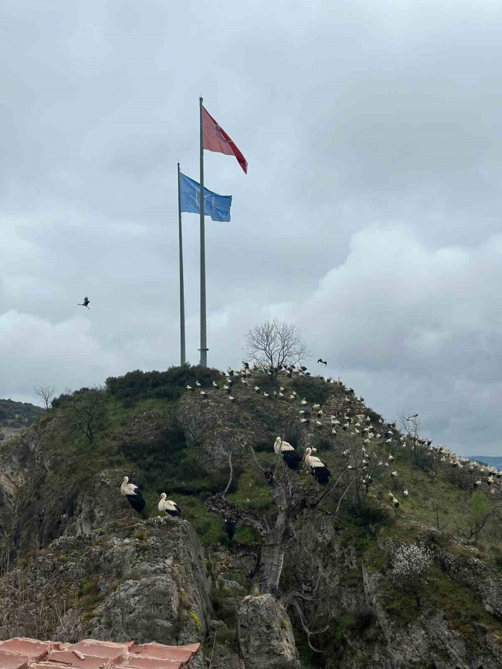 Leylekler Şeyh Edebali Türbesi’nde mola verdi