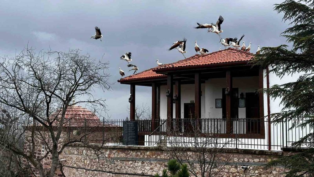 Leylekler Şeyh Edebali Türbesi’nde mola verdi