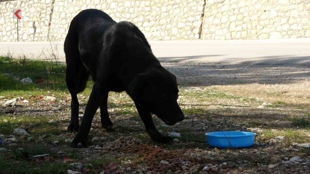 Geri Dönüşüm Atıkları Sokak Hayvanlarına Mama Oldu