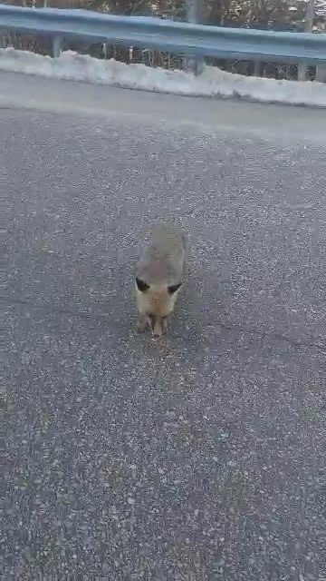 Aç Kalan Tilkileri Elleriyle Beslediler