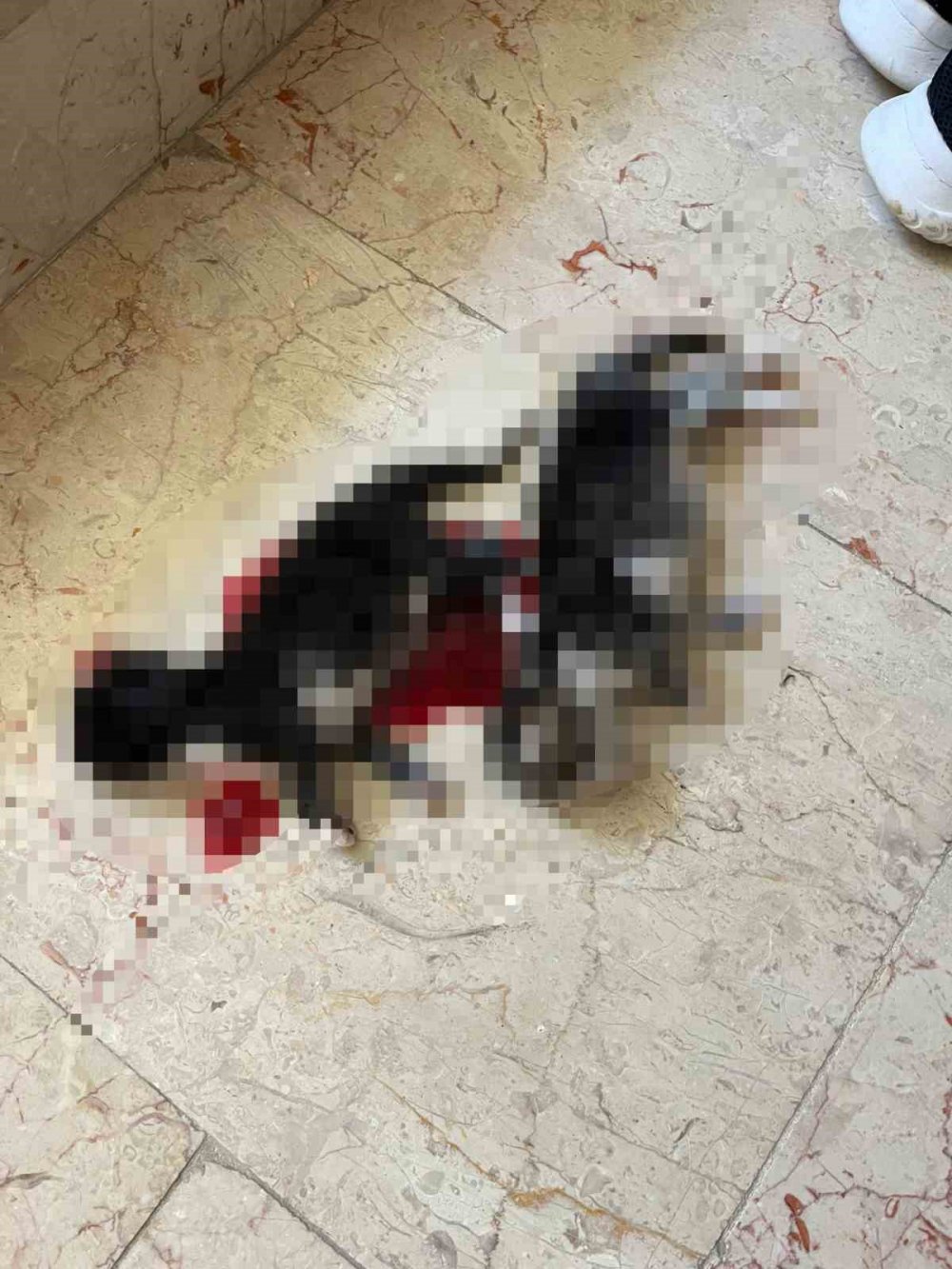 6 Kedi Yavrusunu Vahşice Öldürdüler