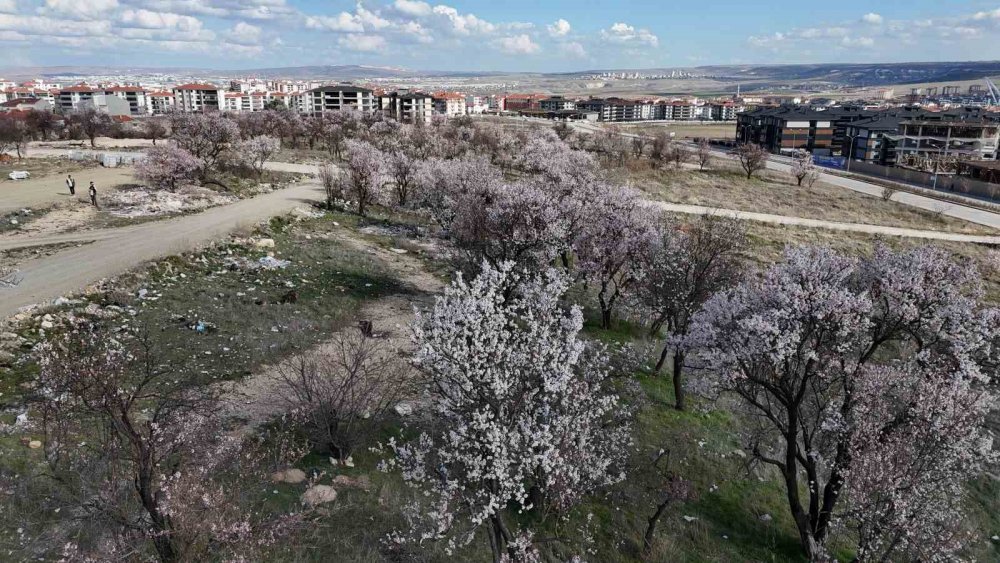 Erken Çiçek Açan Ağaçların Görüntüsü Mest Etti