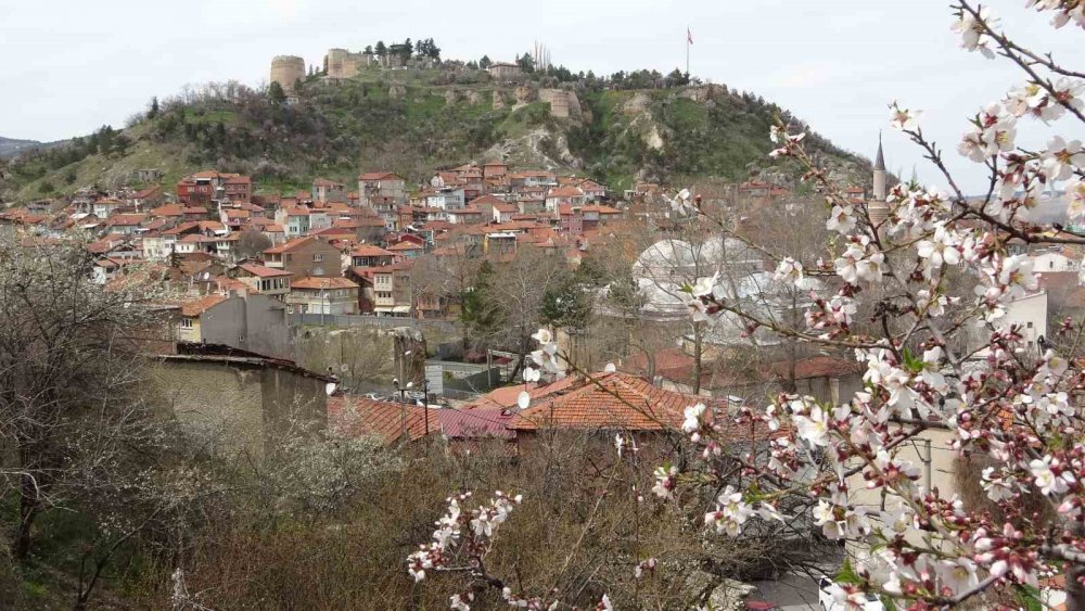 Badem Ağaçları Bu Yıl Zamanında Çiçek Açtı