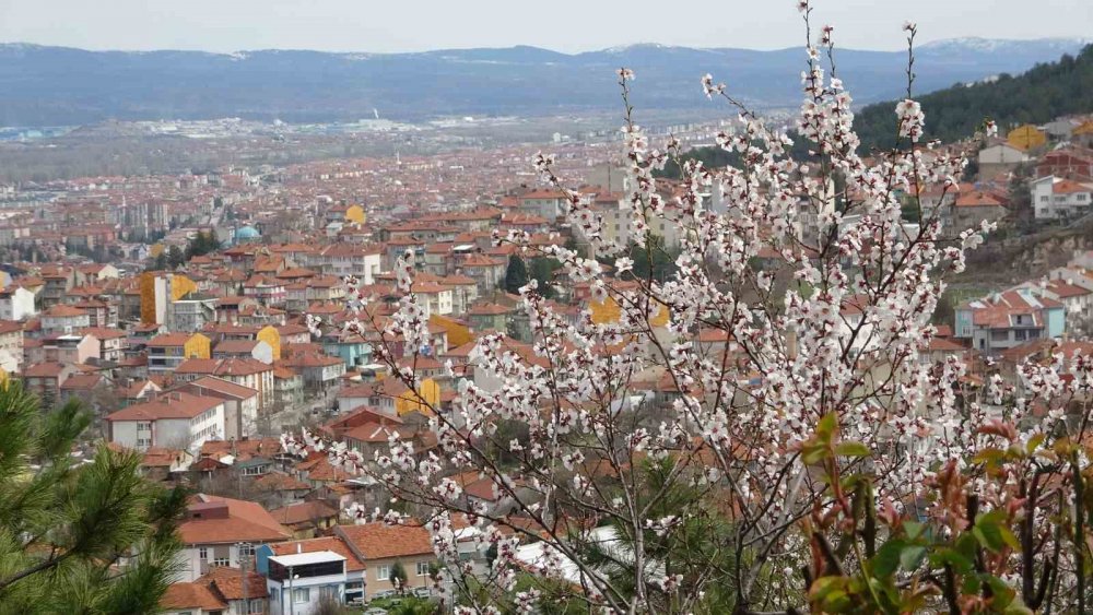 Badem Ağaçları Bu Yıl Zamanında Çiçek Açtı