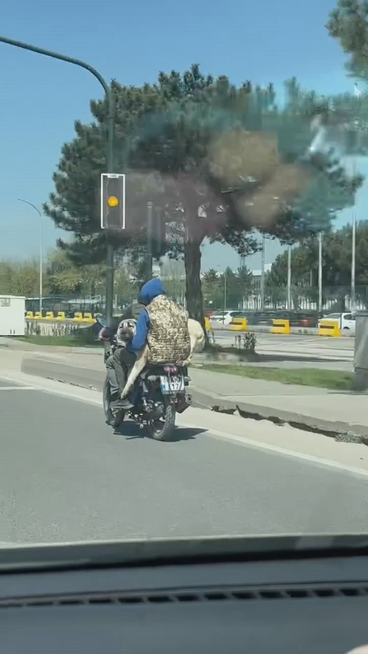 Hem Kendi Canlarını Hem Köpeği Tehlikeye Attılar