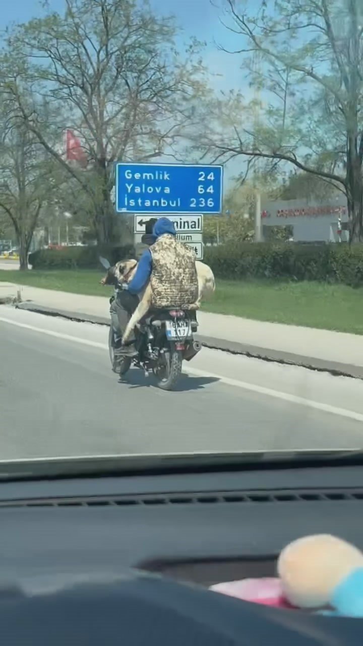 Hem Kendi Canlarını Hem Köpeği Tehlikeye Attılar