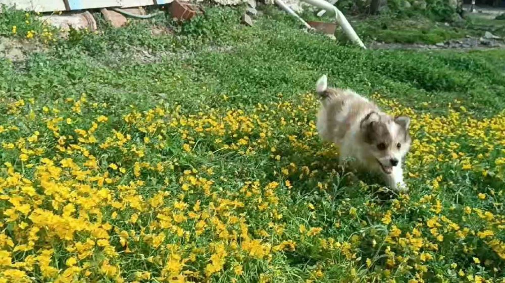 Çiçekler Arasında Oynayan Sevimli Köpeklerin Halleri Gülümsetti