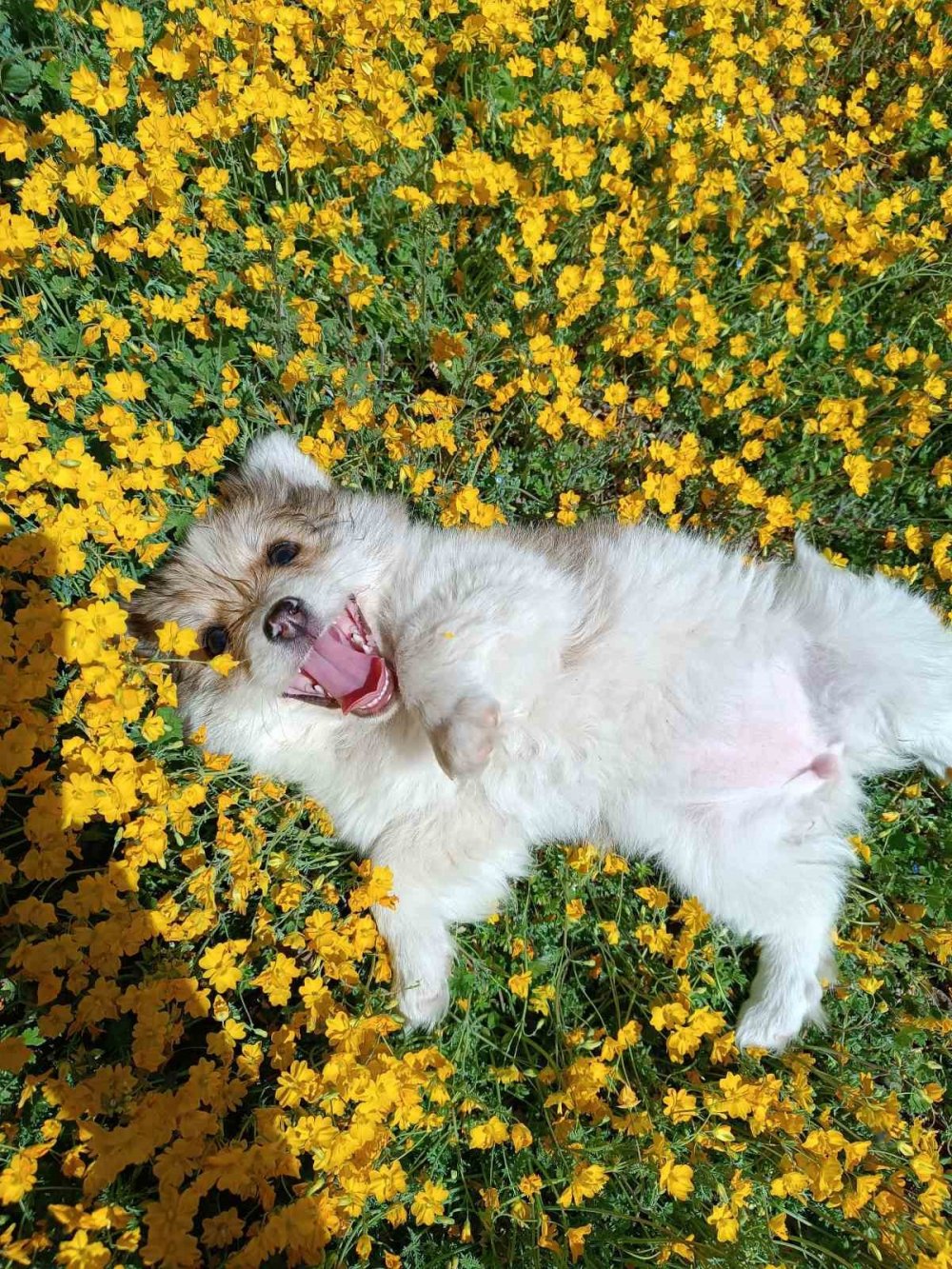 Çiçekler Arasında Oynayan Sevimli Köpeklerin Halleri Gülümsetti