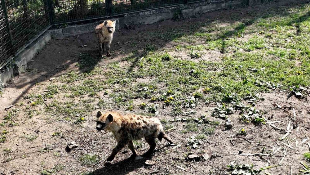 Çocukların Gözdesi İki Sırtlan