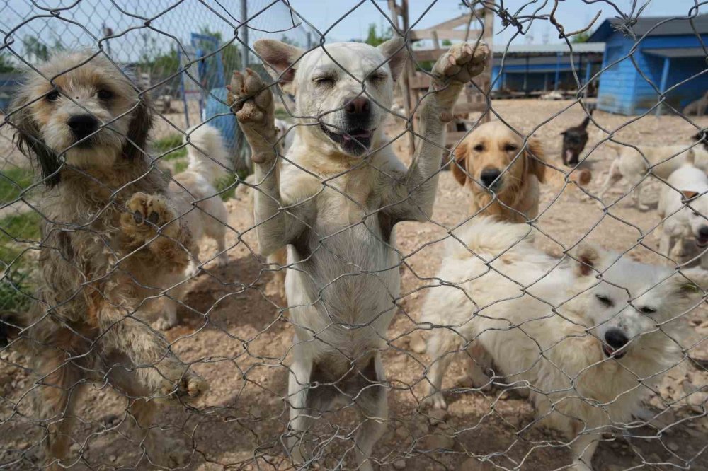 Terk Edilen Cins Köpekler Yuva Arıyor