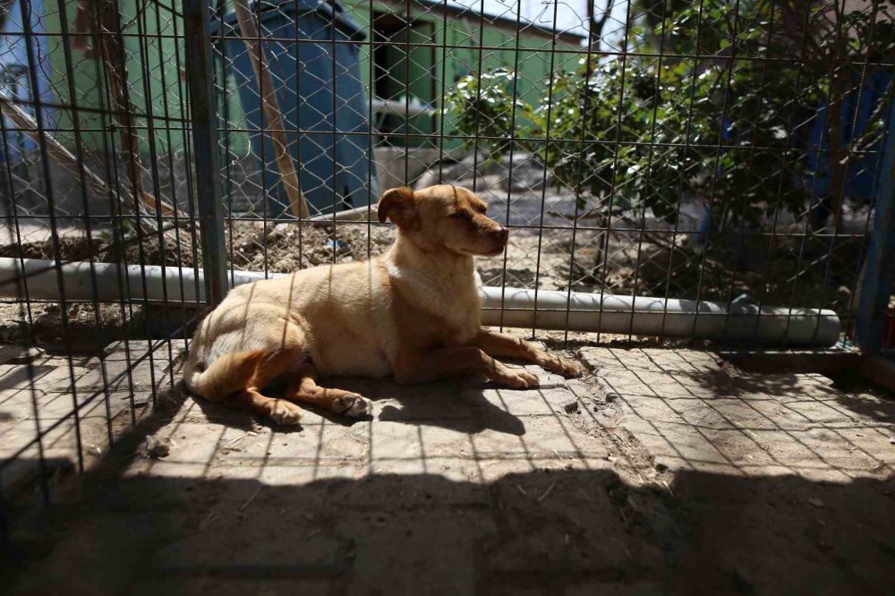 Terk Edilen Cins Köpekler Yuva Arıyor