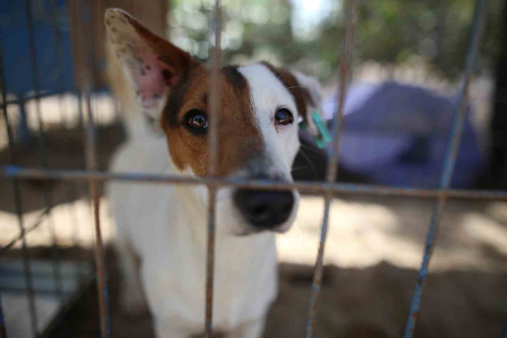 Terk Edilen Cins Köpekler Yuva Arıyor