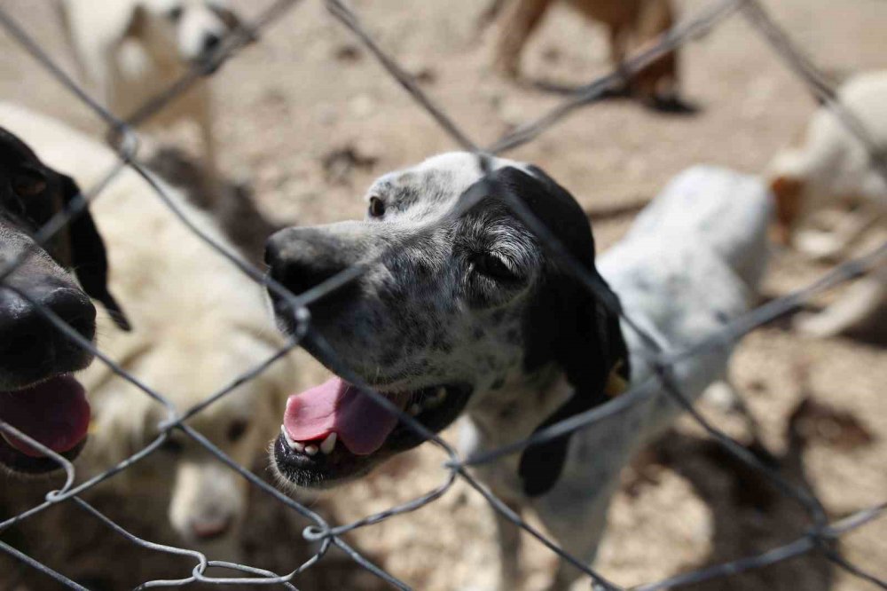 Terk Edilen Cins Köpekler Yuva Arıyor