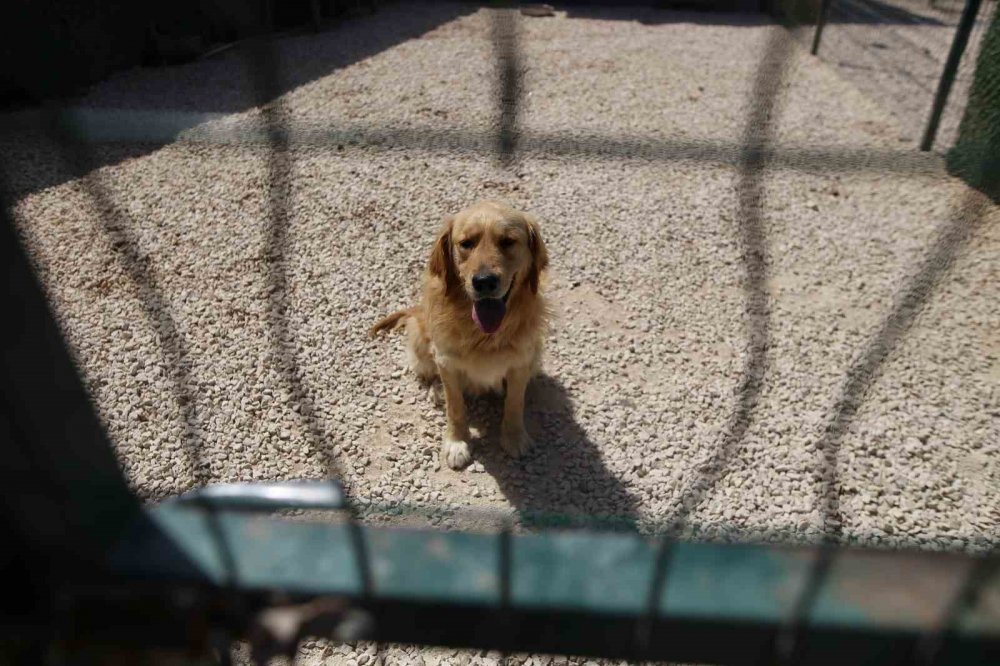 Terk Edilen Cins Köpekler Yuva Arıyor