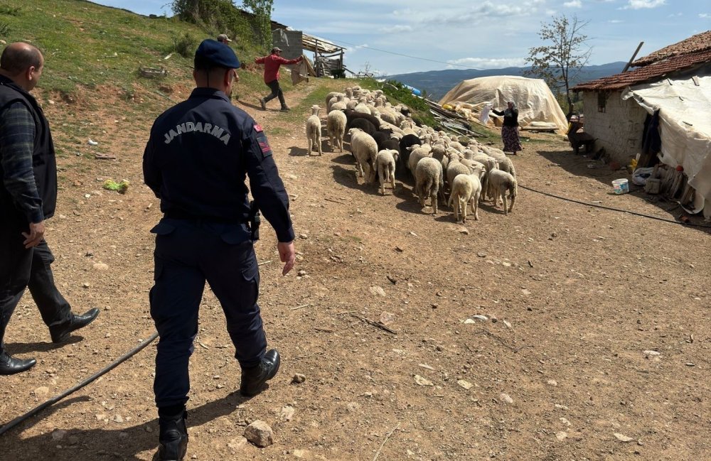 Kaybolan 55 Küçükbaş Hayvanı Jandarma Buldu