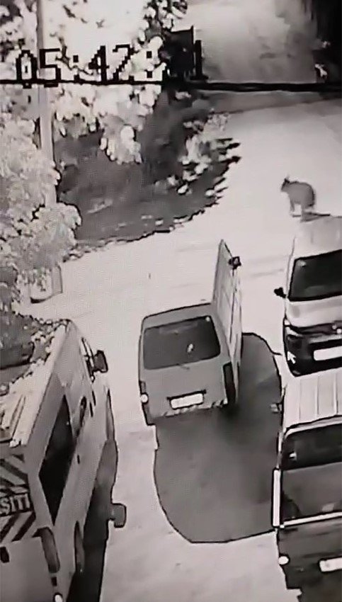 Kış Uykusundan Uyanan Ayı Köye İndi