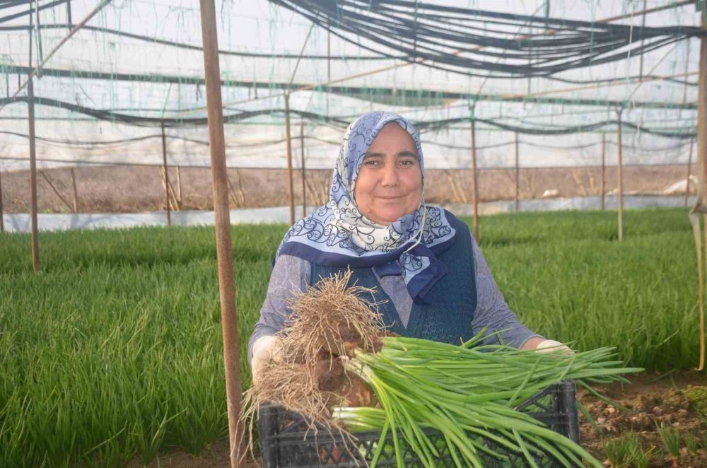 Kadınların Çamurdan Temizlediği Yeşil Soğan Sofraları Süslüyor