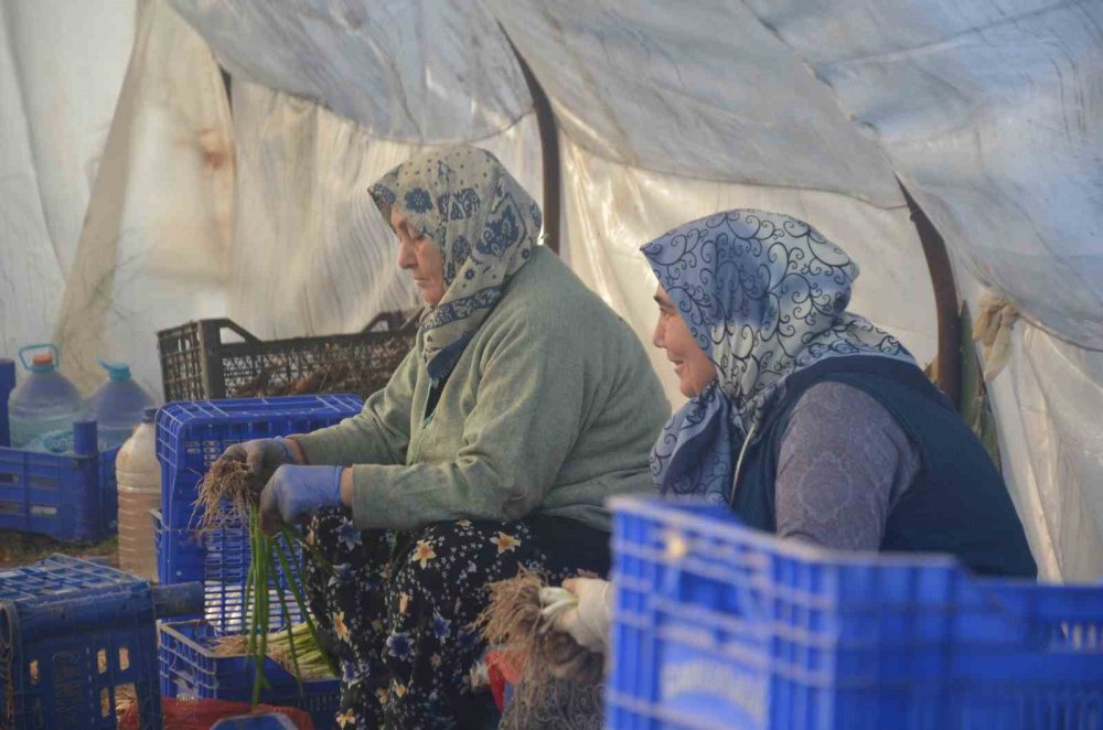 Kadınların Çamurdan Temizlediği Yeşil Soğan Sofraları Süslüyor