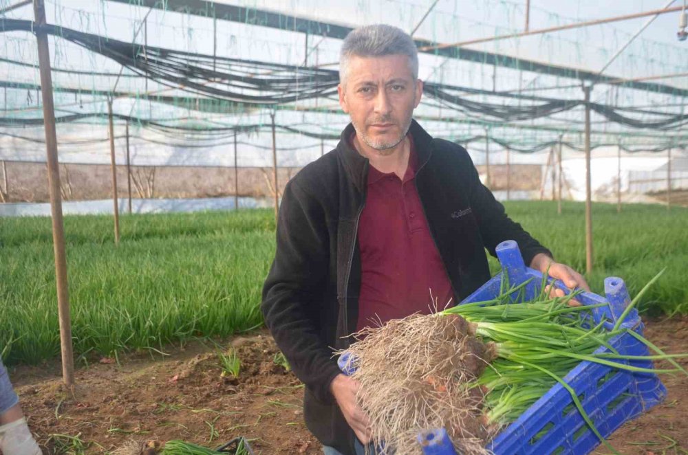 Kadınların Çamurdan Temizlediği Yeşil Soğan Sofraları Süslüyor