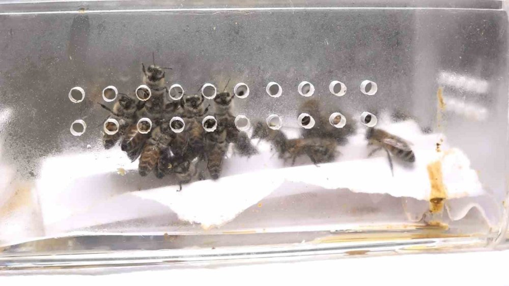 5 Bin Yıllık Tedavi: Bu Arılar Şifa Dağıtıyor