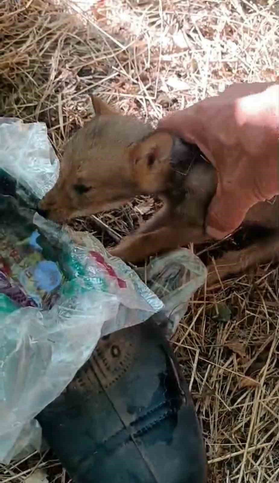 Bahçede Bulduğu Tilki Yavrusunu Besledi