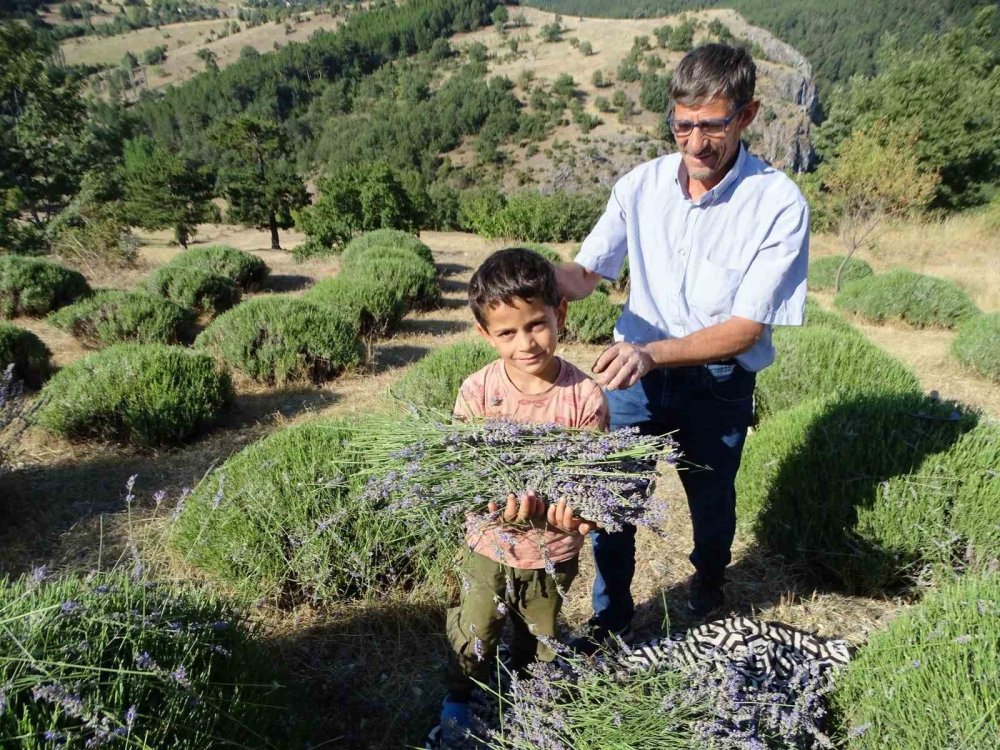 6 Yıldır Geçimini Lavantadan Sağlıyor