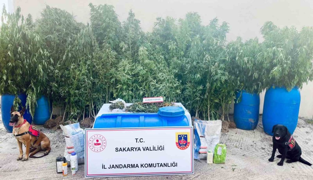 Jandarmadan Uyuşturucu Operasyonları: 6 Tutuklama