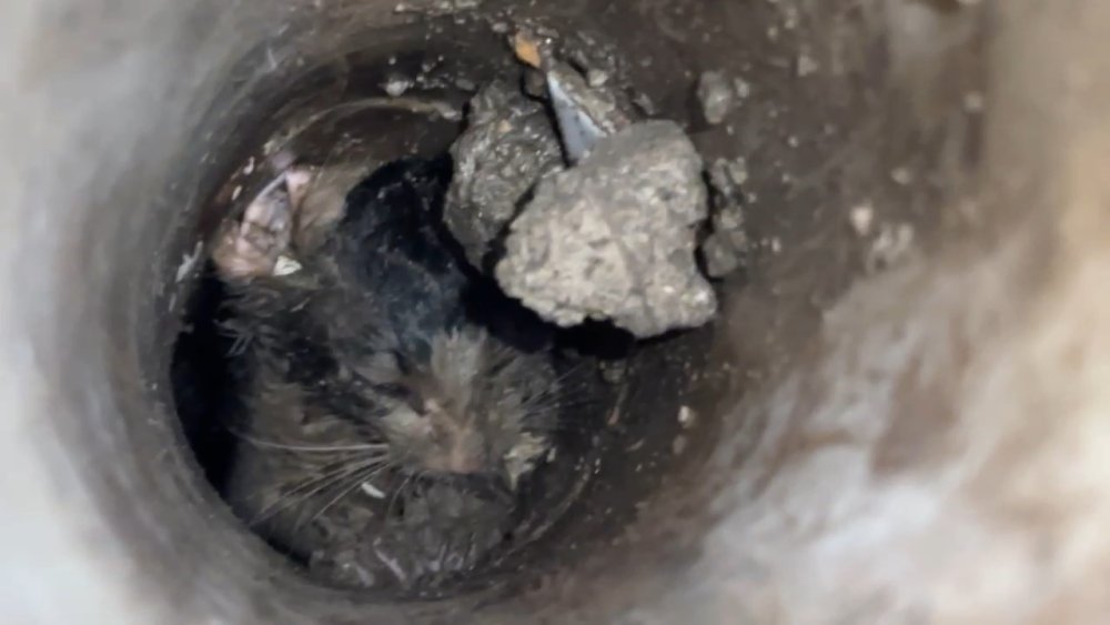 Yavru Kedi 7 Saatlik Operasyonla Kurtarıldı