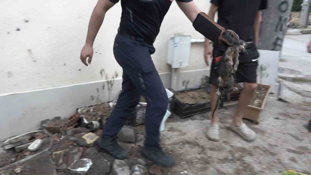 Yavru Kedi 7 Saatlik Operasyonla Kurtarıldı