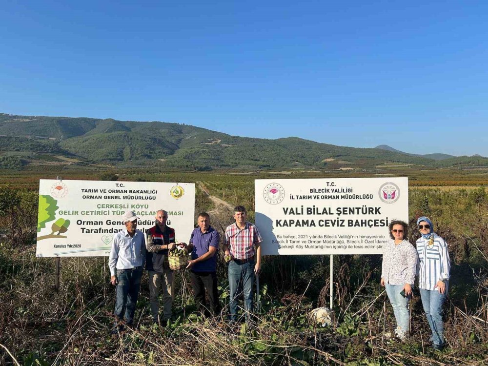 Kavaklığı Ceviz Bahçesine Dönüştüren Muhtarlık İlk Hasadını Yaptı