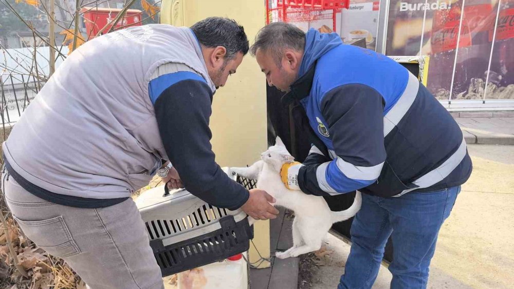 Bacağı Kırılan Kedi Devlet Hastanesi Aciline Geldi