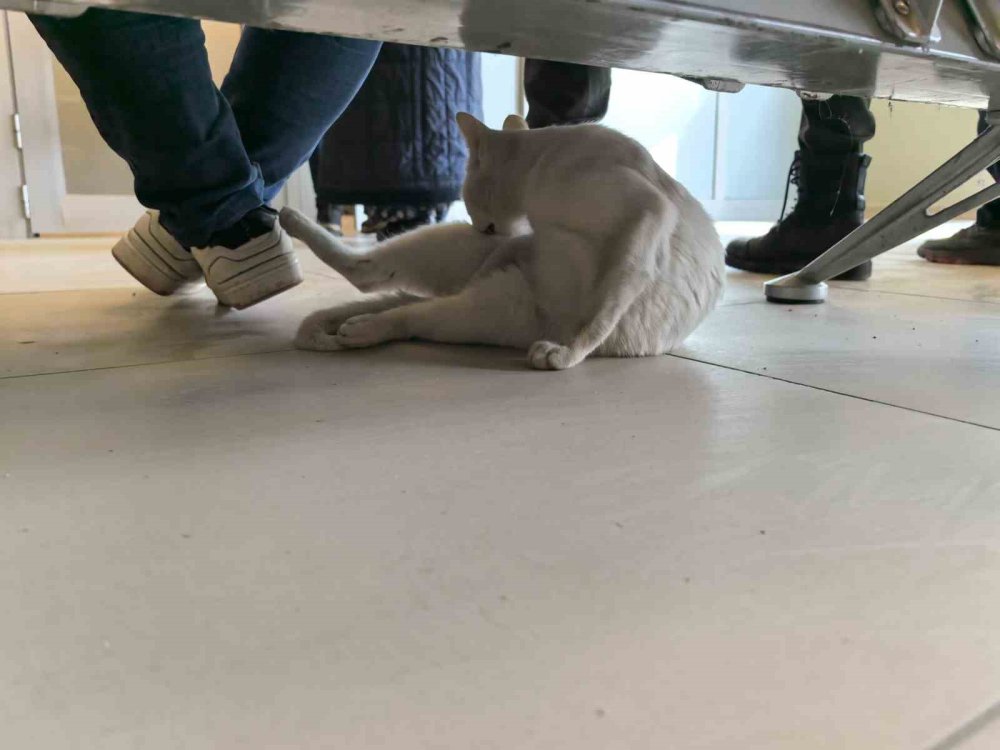 Bacağı Kırılan Kedi Devlet Hastanesi Aciline Geldi