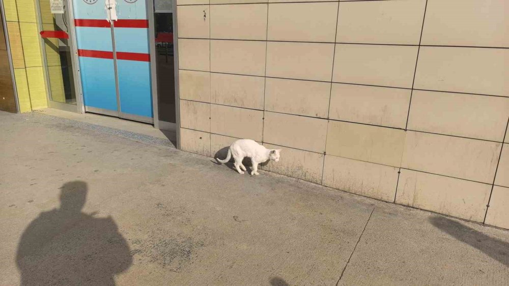 Bacağı Kırılan Kedi Devlet Hastanesi Aciline Geldi