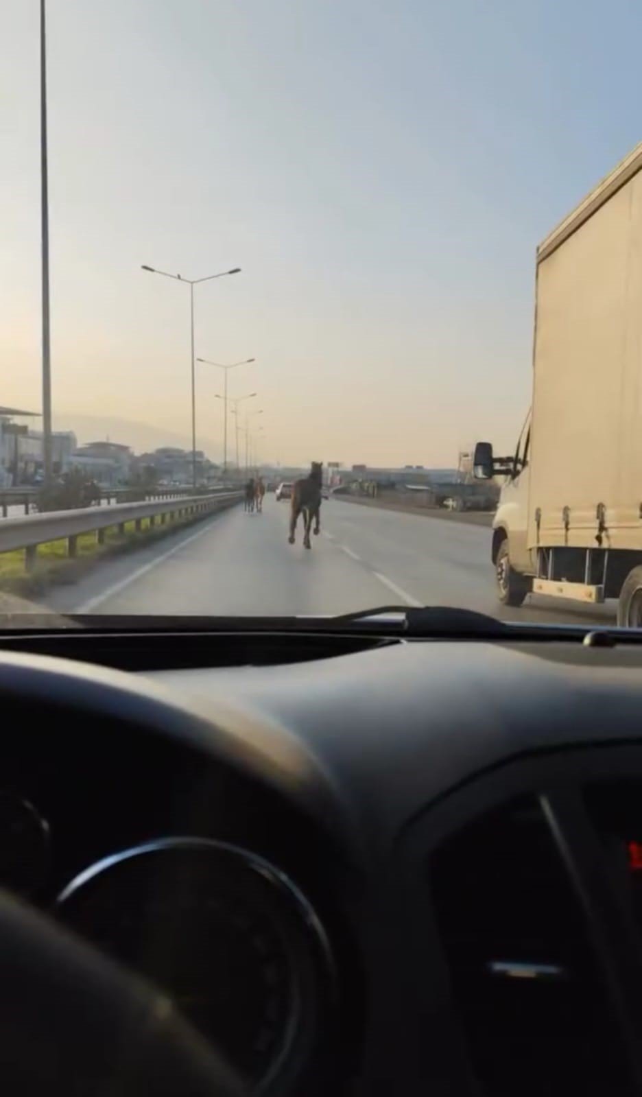 Başıboş Atlar Anayolda Tehlike Saçtı