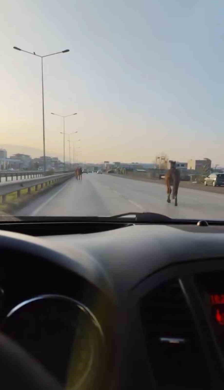 Başıboş Atlar Anayolda Tehlike Saçtı