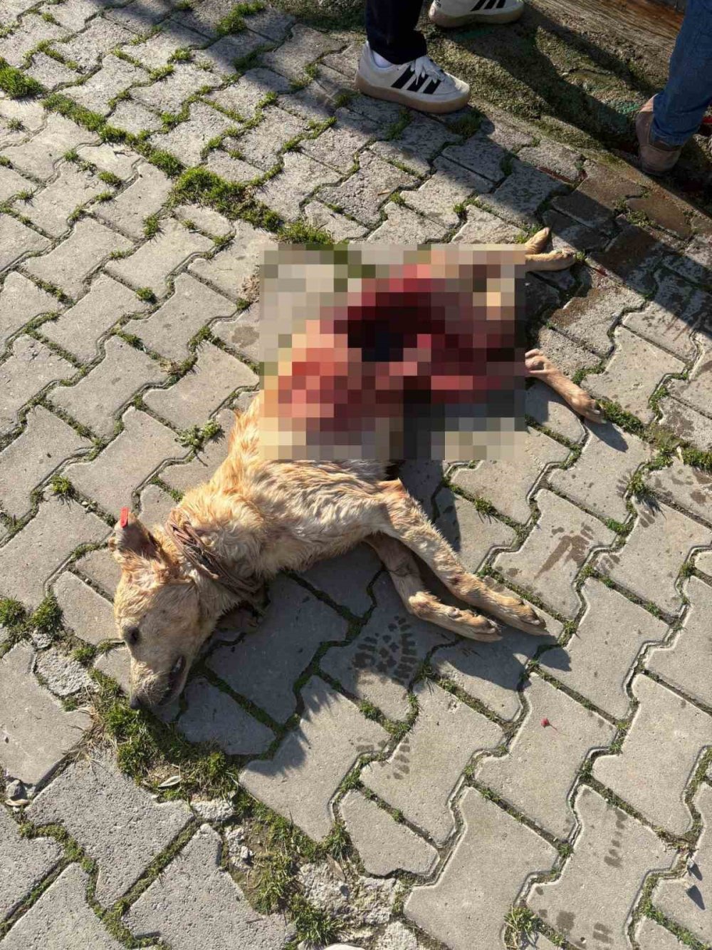 Barınakta Aç Kalan Köpekler, Başka Bir Köpeği Canlı Canlı Yedi