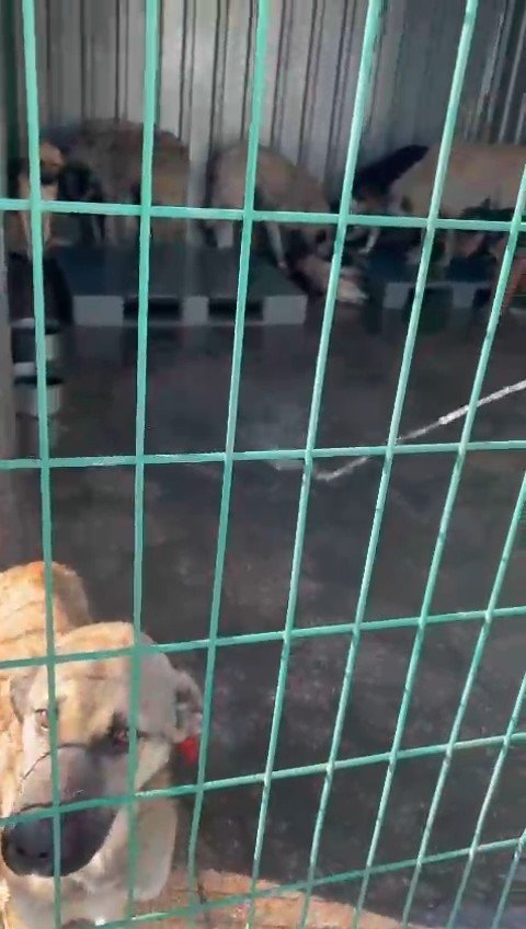 Barınakta Aç Kalan Köpekler, Başka Bir Köpeği Canlı Canlı Yedi