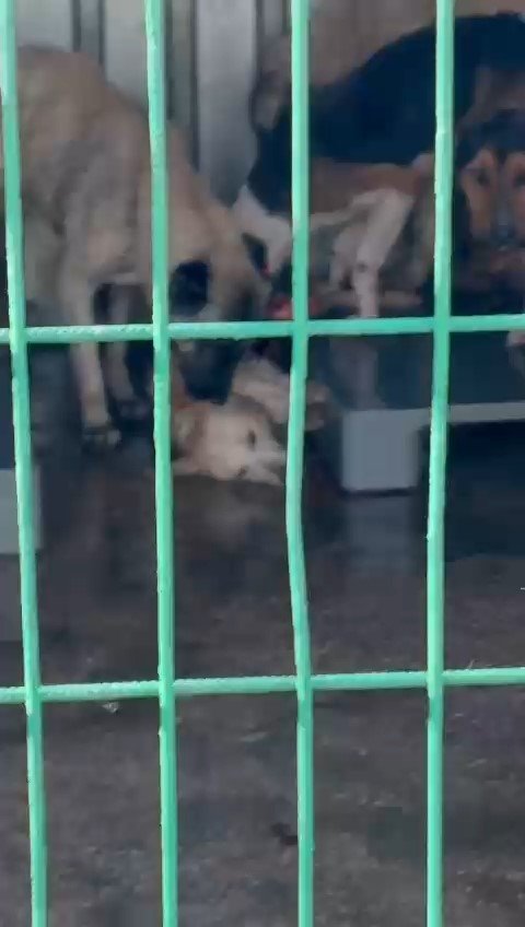 Barınakta Aç Kalan Köpekler, Başka Bir Köpeği Canlı Canlı Yedi
