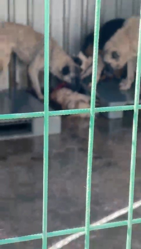 Barınakta Aç Kalan Köpekler, Başka Bir Köpeği Canlı Canlı Yedi