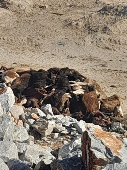 35 Büyükbaş Hayvan Telef Olmuş Halde Bulundu