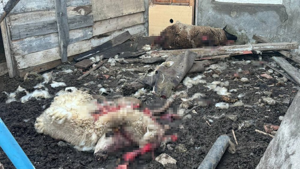 Başıboş Köpekler Çiftlikteki Koyun Ve Tavuklara Saldırdı