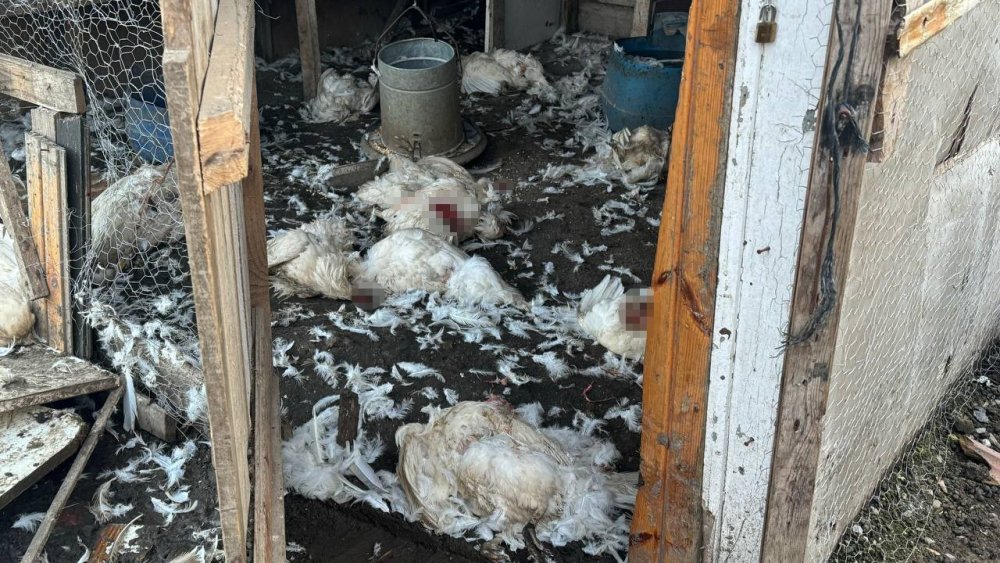 Başıboş Köpekler Çiftlikteki Koyun Ve Tavuklara Saldırdı