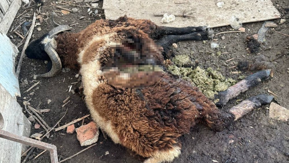 Başıboş Köpekler Çiftlikteki Koyun Ve Tavuklara Saldırdı