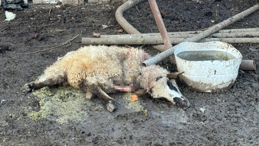 Başıboş Köpekler Çiftlikteki Koyun Ve Tavuklara Saldırdı