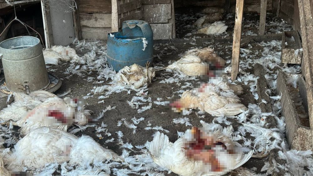Başıboş Köpekler Çiftlikteki Koyun Ve Tavuklara Saldırdı