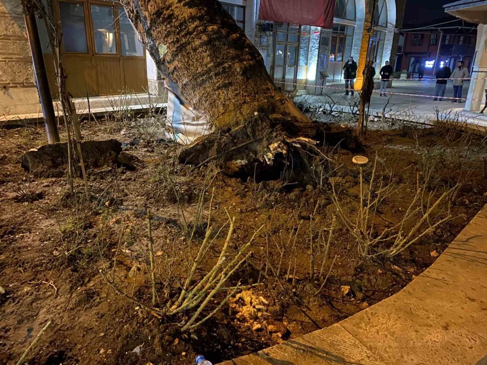 550 Yıllık Çınar, Tarihi Caminin Üzerine Devrildi