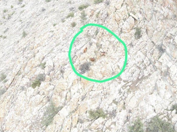 5 Gün Önce Kaybolan 4 Küçükbaş Hayvanı Jandarma Buldu