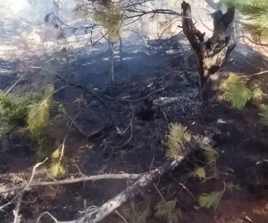 Orman Yangını Korkuttu!
