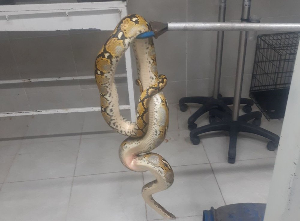 Yolcu Otobüsünde Piton Yılanı Ele Geçirildi
