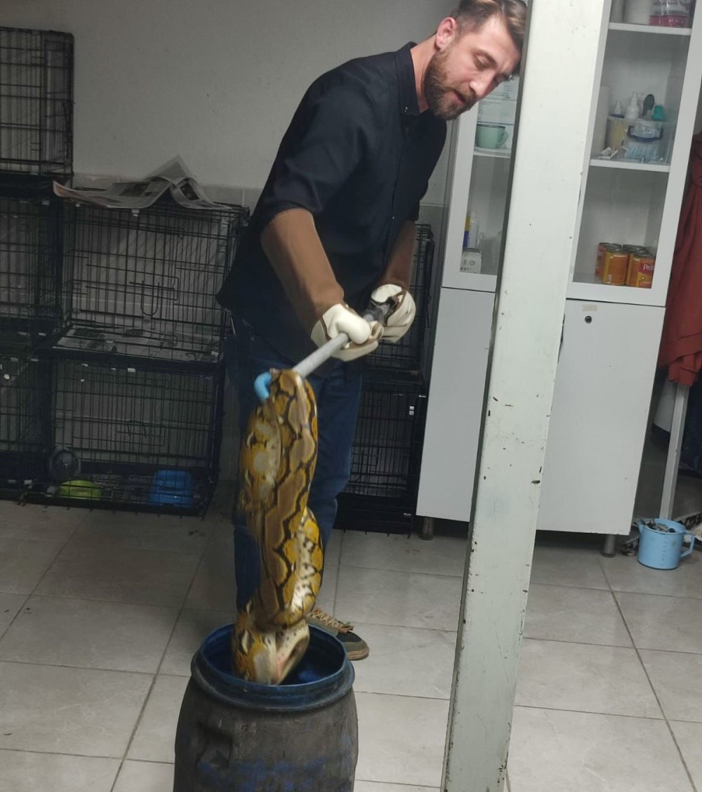 Yolcu Otobüsünde Piton Yılanı Ele Geçirildi